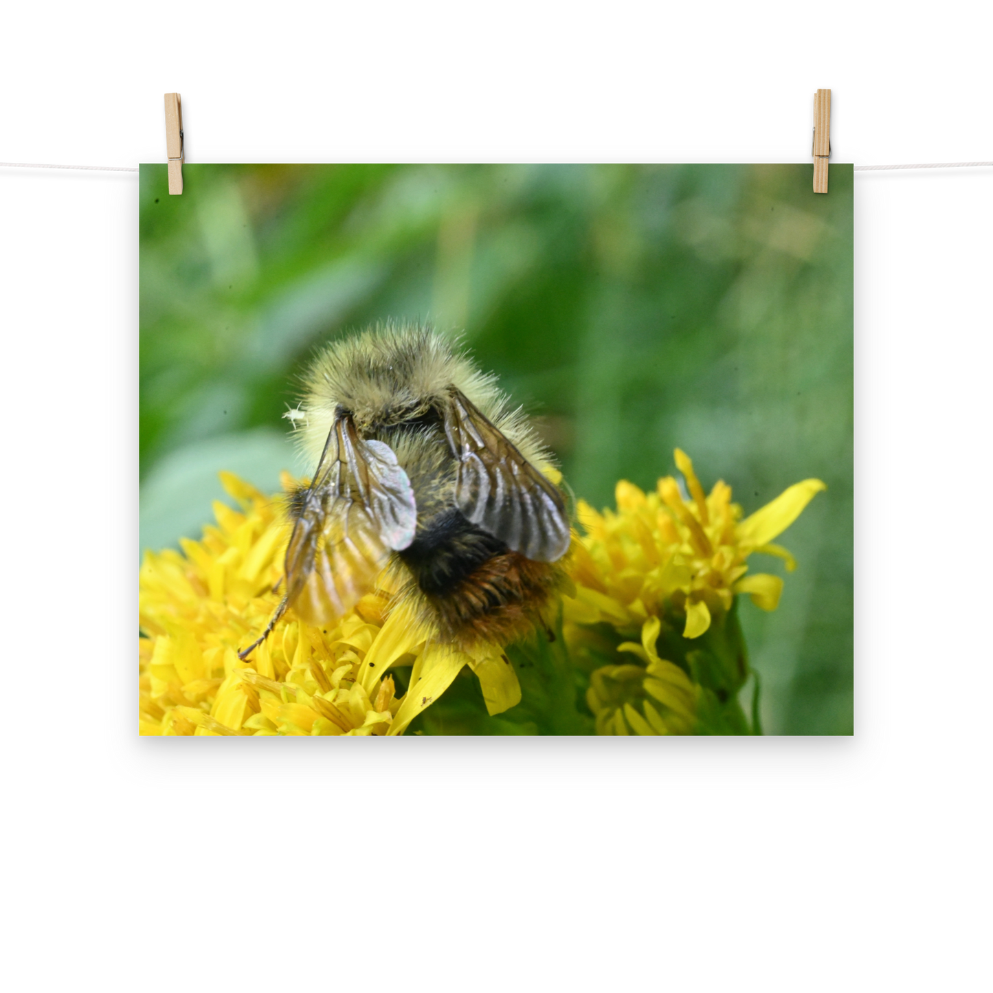 Poster - Hummel 2