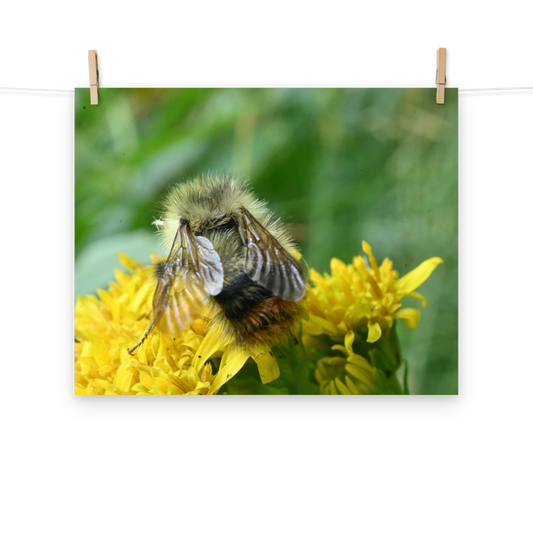 Poster - Hummel 2