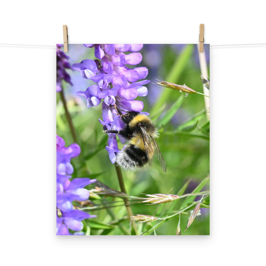 Poster - Vogelwicke 5